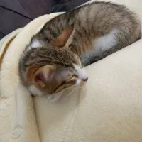 واگذاری بچه گربه ۲ماه فقط ب خانم