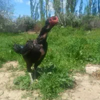 مرغ خروس لاری