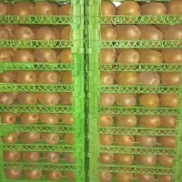 تهیه میوه ازصفرتاصد برای مغازه میوه فروشی تالاررا|عمدهفروشی|تهران, خانی آباد نو شمالی|دیوار