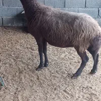 گوسفند برهدار