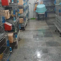 عروس جفتی وقناری وملنگو بفروش میرسد|پرنده|اقبالیه, |دیوار