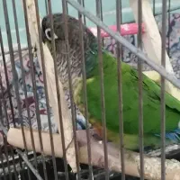 طوطی گرنچیک  سینه نارنجی  رام واهلی سخنگو|پرنده|برازجان, |دیوار