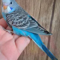 مرغ عشق مولد با جوجه های تازه دونخور و تخم و لانه|پرنده|شاهین‌شهر, مسکن مهر|دیوار