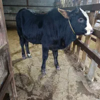 ورزاکوله چالوسی گاو نر