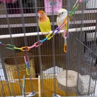 پرنده کوتوله