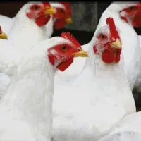 مرغ زنده خوش طعم کشتار روز