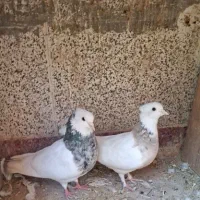 جفت طوقی با یه جوجه