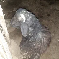 بره نر افشاری جوان