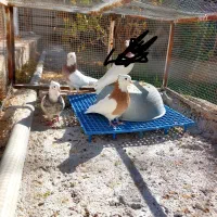 سه عدد طوقی نر