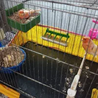 قناری با جوجه