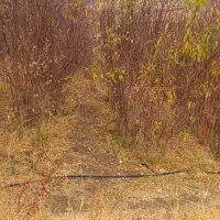 نهال بادام|خدمات باغبانی و درختکاری|شاهین دژ, |دیوار