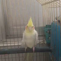 عروس هلندی|پرنده|قم, شاه احمد قاسم|دیوار