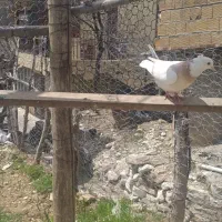 کبوتر|پرنده|جوانرود, |دیوار