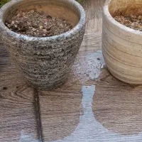 گلدان سفالی|گل و گیاه طبیعی|تهران, نارمک جنوبی|دیوار