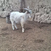 فروش نره بزغاله سانن|حیوانات مزرعه|شاهرود, |دیوار