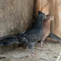 کفتر|پرنده|اصفهان, شهرک مهدیه|دیوار