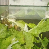 فورش حلزون اچتینا مولد|خزنده|خرمدره, |دیوار