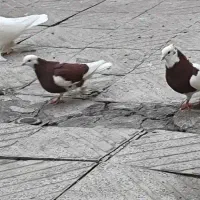 کفتر|پرنده|تبریز, |دیوار