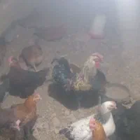 فروش مرغ و خروس