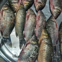 آبگرمکن ماهی