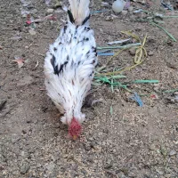 خروس گلین چهل تاج اصل