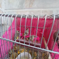 سهره نر کرمونی|پرنده|تربت‌حیدریه, قائم|دیوار