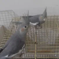 عروس هلندی|پرنده|تهران, دولاب|دیوار