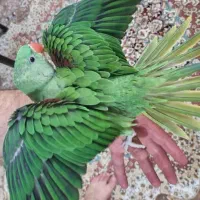شاه طوطی تازه دون خور شده