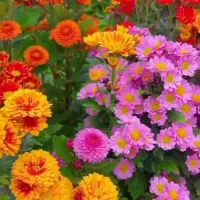 تدریس عربی تضمینی