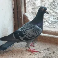 پلاکی نرو ماده