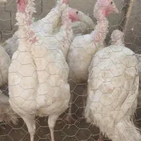 بوقلمون گوشتی ارگانیک  بیوتی ۶ اصل|حیوانات مزرعه|کرمانشاه, |دیوار