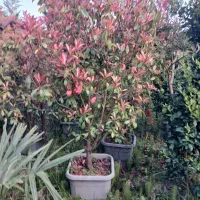 گل فیتونیا (سه رنگ)