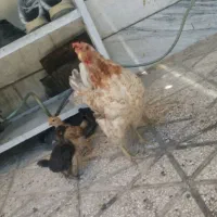 مرغ گلین و سه جوجه