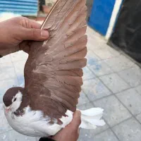 ماده چپ گلی|پرنده|کرمان, |دیوار