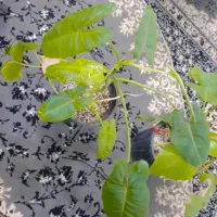 گل وگیاه|گل و گیاه طبیعی|گلبهار, نوبهار|دیوار