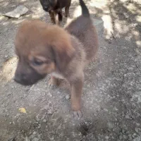 توله سگ|سگ|آکند, |دیوار