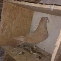 ماده زرد کاکلی پره خال سیاه|پرنده|مشهد, نوید|دیوار