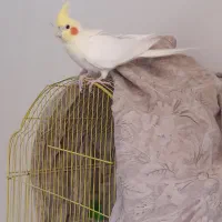 عروس هلندی مولدوتازدانخور وسرلاکی|پرنده|اصفهان, سرشبادران|دیوار