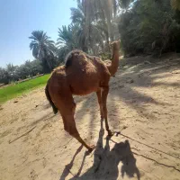 شتر|حیوانات مزرعه|سیستان, |دیوار