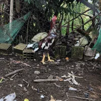 خروس لاری افغان