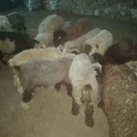 بره نرپلواری|حیوانات مزرعه|دهدشت, |دیوار