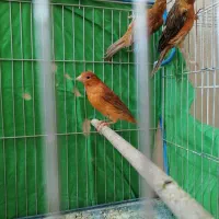تعدادی جوجه دارچین سرخ و سوخته سرخ.