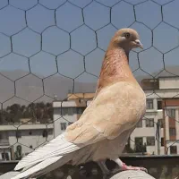 14طوق کبوتر پرش سنگین 10تا ماده 4تا نر