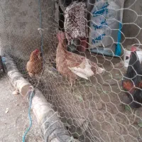بوقلمون ماده تخمگذار