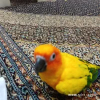 طوطی|پرنده|پرند, فاز ۱|دیوار