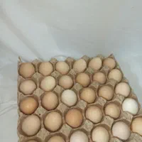 تخم مرغ محلی