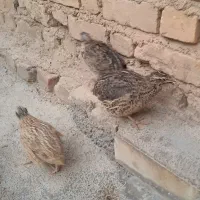 بلدرچین