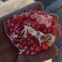 اناردرجه یک.|خوردنی و آشامیدنی|گلپایگان, |دیوار