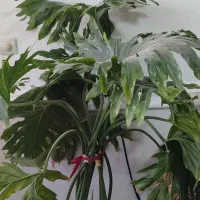 انواع گل های آپارتمانی