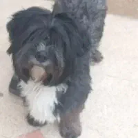 سگ شیتزو تریر 4ماهه آلمانی مشکی